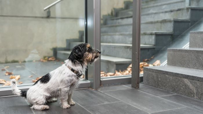 Dog Afraid Of Stairs