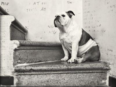 Dog Dread of Stairs