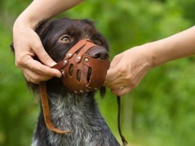 Dog Muzzle Training