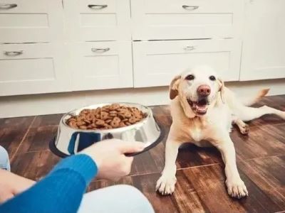 Adult Dog Having Food