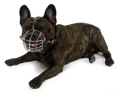 Muzzle For Dogs