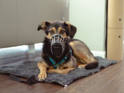 Muzzles for Dogs as a Punishment