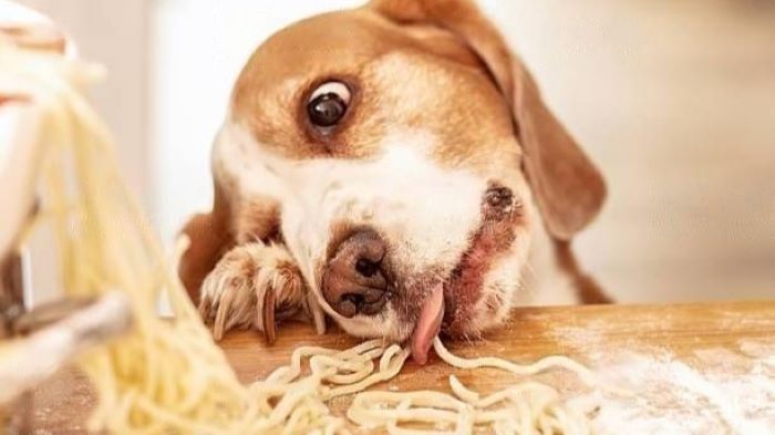 Dog Eats Ramen