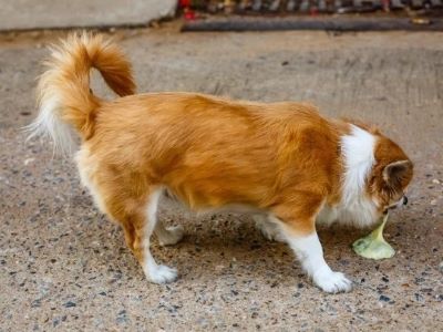 Dog Vomiting Dog Vomiting