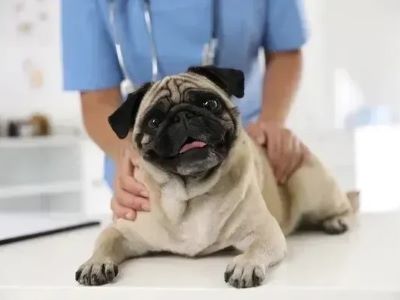 Consult the Vet Consult the Vet
