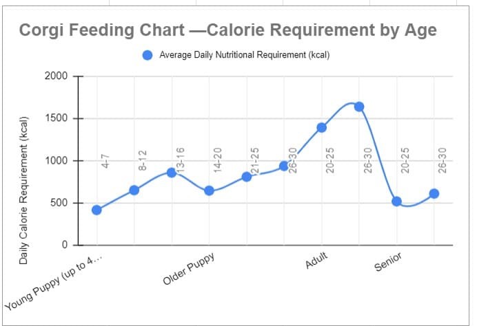 Corgi Feeding Tips