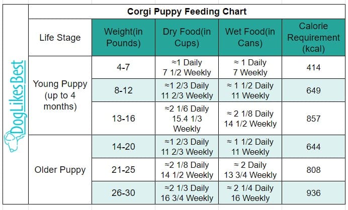 Corgi Puppy Feeding Chart