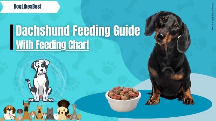 Dachshund Feeding Chart