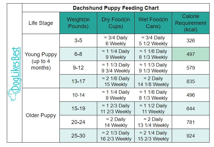 Dachshund Puppy-Feeding Chart