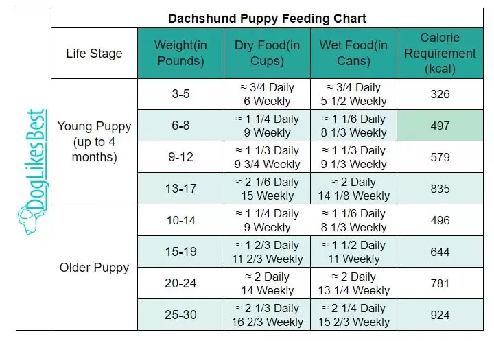 Dachshund Puppy-Feeding Chart