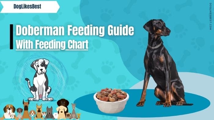Doberman Feeding Chart