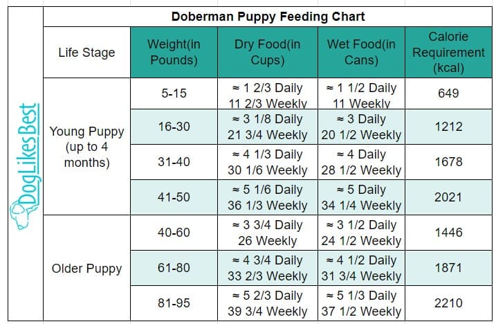 Doberman Puppy Feeding Chart Doberman Puppy Feeding Chart