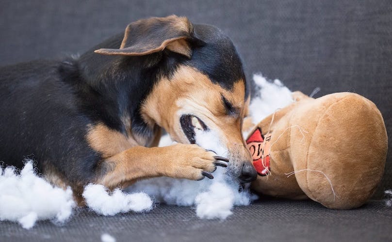 Dog Ate a Cotton Ball Dog Ate a Cotton Ball