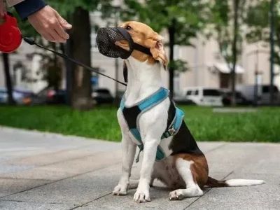 Muzzles For Dogs During Emergency