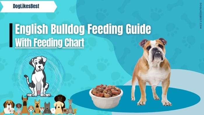 English Bulldog Feeding Chart