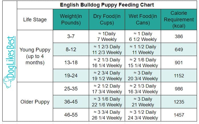 English Bulldog Puppy Feeding Chart