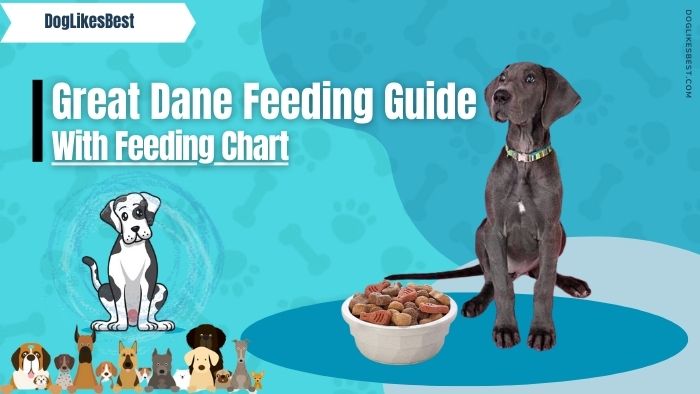 Great Dane Feeding Chart