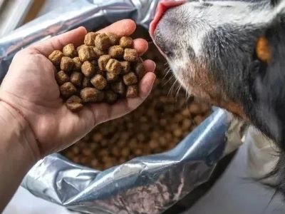 Feeding Scheduke of Dogs