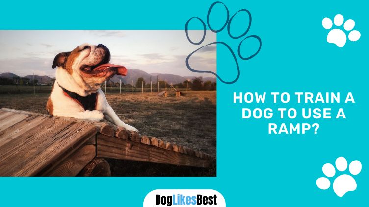 How to Train Dogs to Use a Ramp