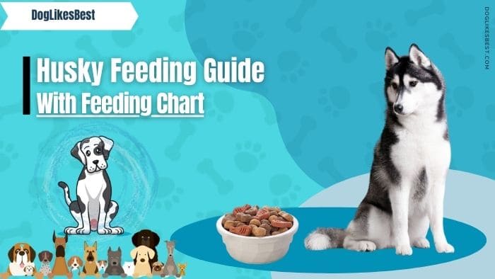 Husky Feeding Chart