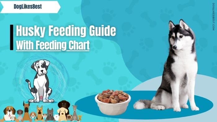 Husky Feeding Chart