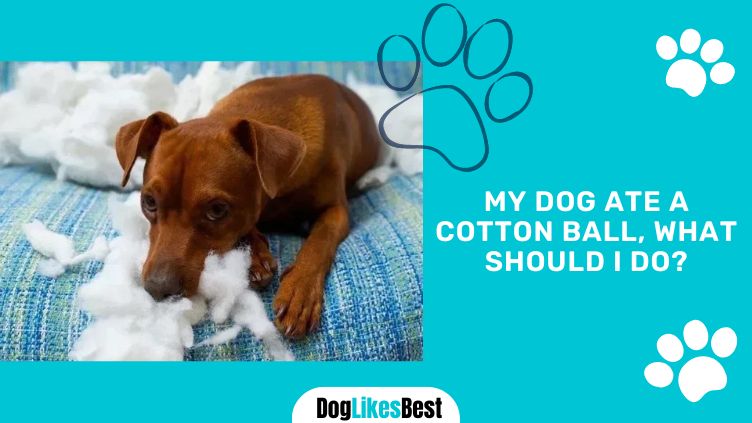 Dog eats cotton ball