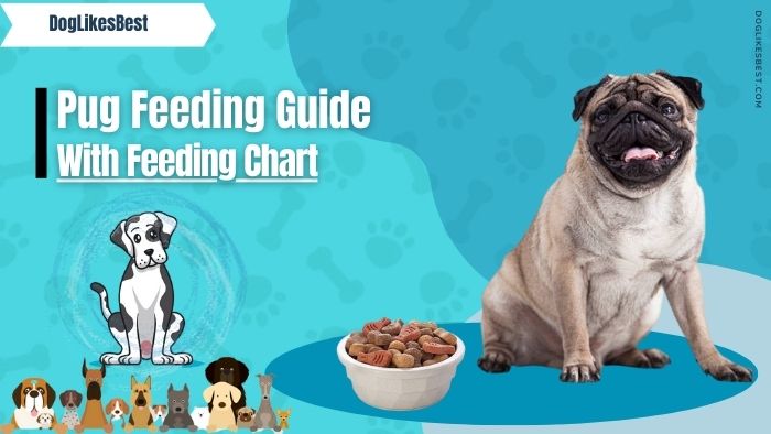Pug Feeding Chart