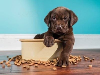 Puppy Having Food