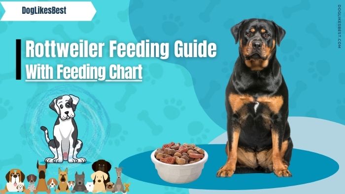 Rottweiler Feeding Chart