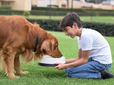 Senior Dog Having Food