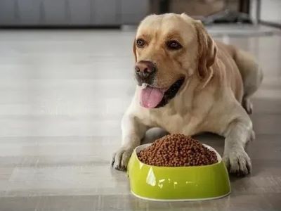 Weight of The Dog Weight of The Dog