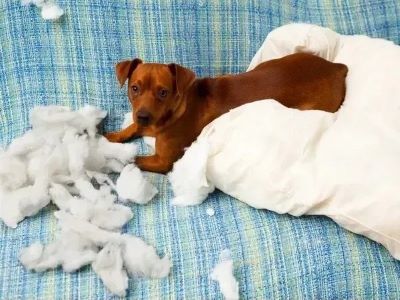 Dog Playing with Cotton Balls