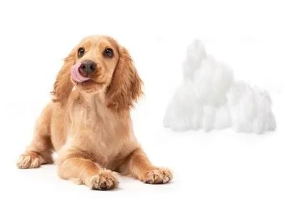 Dog Had Cotton Ball