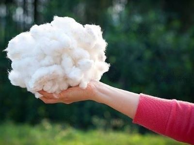 Dog Having Cotton Balls Dog Having Cotton Balls