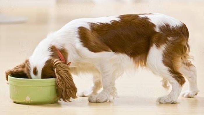 Feeding Food To Dog