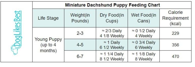 How Much Food Should A Mini Dachshund Eat