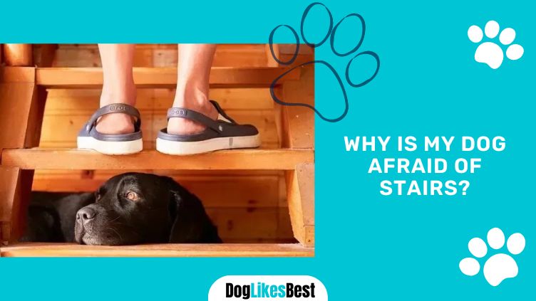 Dog Afraid Of Stairs