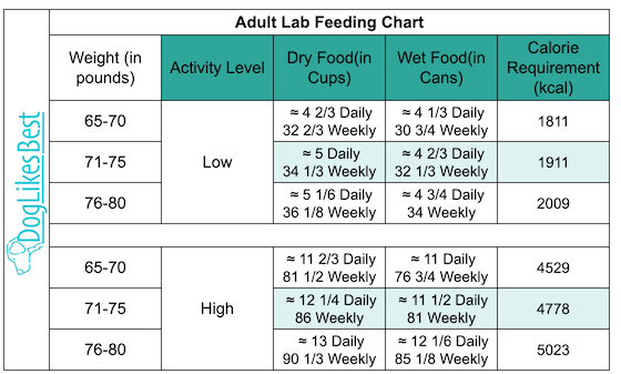 Adult Labrador Feeding Chart