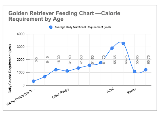 Golden Retriever Feeding Tips