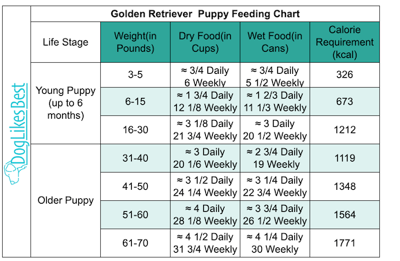 Golden Retriever Puppy Feeding Chart