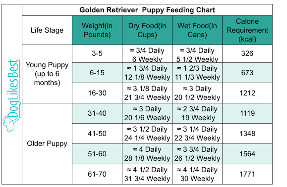 Golden Retriever Feeding Chart How Much To Feed DogLikesBest
