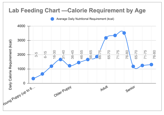 Labrador Feeding Tips