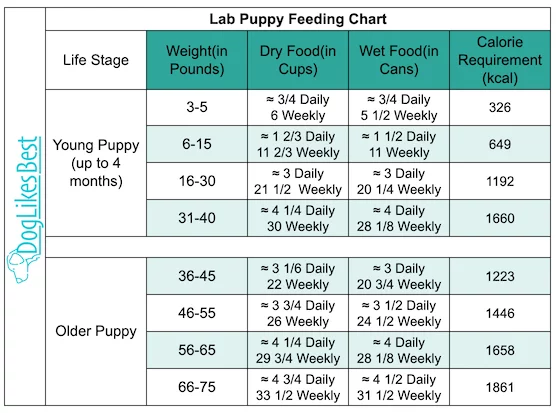 Labrador Puppy Feeding Chart