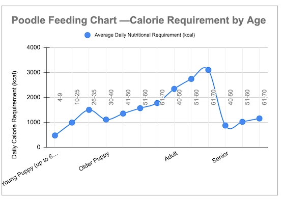 Poodle Feeding Tips