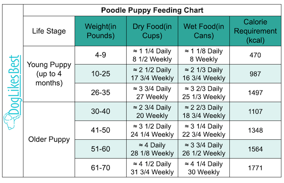 Poodle Puppy Feeding Chart