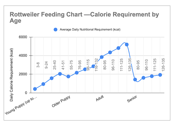 Rottweiler Feeding Tips