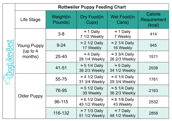 Rottweiler Puppy Feeding Chart