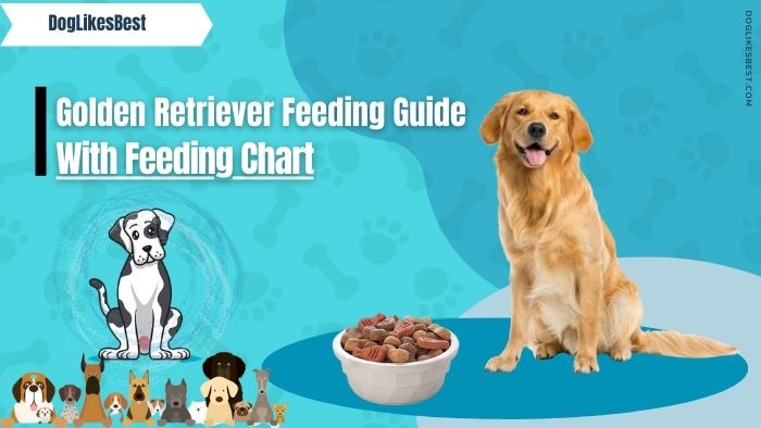 Golden Retriever Feeding Chart How Much To Feed DogLikesBest