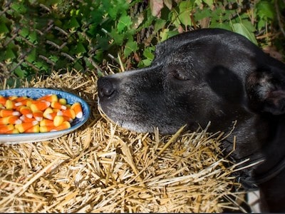 Dog Smelling Jelly Beans