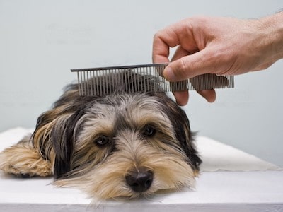 Combing Dog Fur